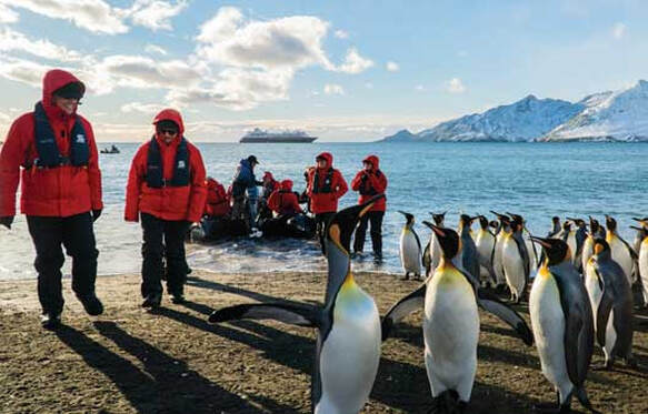 Exploration travel, Pinguin encounters with Silversea